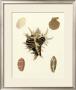 Knorr Shells Ii by George Wolfgang Knorr Limited Edition Print