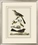 Bird Family V by A. Lawson Limited Edition Pricing Art Print