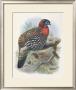 Native Pheasant I by Joseph Wolf Limited Edition Print