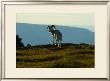 Dahl Sheep, Alaska by Charles Glover Limited Edition Print