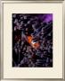 Clown Fish, Andaman Island by Charles Glover Limited Edition Print