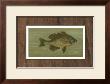 Common Sunfish by Harris Limited Edition Print