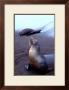 Stretching Seal, Galapagos by Charles Glover Limited Edition Print