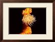 Anemone, Ito Sea by Charles Glover Limited Edition Print