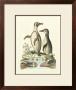 Aquatic Birds Iv by George Edwards Limited Edition Print
