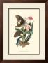 Butterflies And Flora I by John Westwood Limited Edition Print