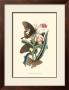 Butterflies And Flora I by John Westwood Limited Edition Print