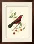 Exotic Birds V by Georges Cuvier Limited Edition Print