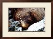 Lazy Day Seal by Charles Glover Limited Edition Print