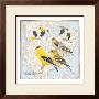 American Goldfinch by David Sibley Limited Edition Print