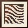 Contemporary Zebra Iv by Patricia Quintero-Pinto Limited Edition Print