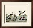 Duck Family Ii by A. Wilson Limited Edition Print