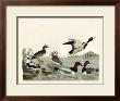 Duck Family Ii by A. Wilson Limited Edition Pricing Art Print