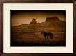 Two Horse Companion by Jim Tunell Limited Edition Print