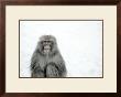 Monkey On Hot Spring Ground by Takashi Kirita Limited Edition Print