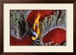 Anemone Fish by Jones & Shimlock Limited Edition Pricing Art Print