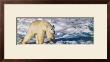 Walking On The Ice by Gerry Ellis Limited Edition Print