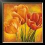 Orange Tulips Ii by David Pedersen Limited Edition Pricing Art Print