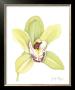 Orchid Beauty Ii by Jennifer Goldberger Limited Edition Pricing Art Print