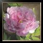Peony In Pink Ii by Megan Meagher Limited Edition Pricing Art Print