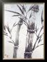 Cool Bamboo Ii by Katsumi Sugita Limited Edition Pricing Art Print