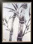 Cool Bamboo Ii by Katsumi Sugita Limited Edition Pricing Art Print