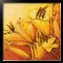 Sunny Orange by Alicia Sloan Limited Edition Print