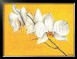 Orchid's Yellow Symphony by Caroline Wenig Limited Edition Print