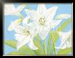 White Lily by Susanne Bach Limited Edition Pricing Art Print