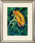 Sunflower by Marcella Rose Limited Edition Print