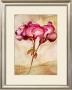 Zonal Pelargonie by Heide Konig Limited Edition Pricing Art Print