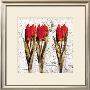 Tulipa Formation by Joadoor Limited Edition Print