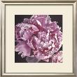 Elizabeth Hellman Pricing Limited Edition Prints