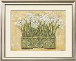White Narcissus by Eva Misa Limited Edition Pricing Art Print