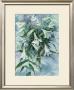 White Lilies by Mae Book Limited Edition Print
