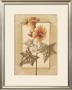 Hibiscus Abelmoschus by Vivien White Limited Edition Print