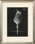 Cala Lily by Stela Klein Limited Edition Pricing Art Print
