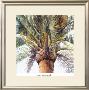 Roma Palm by Lois Brezinski Limited Edition Pricing Art Print