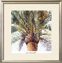 Roma Palm by Lois Brezinski Limited Edition Print