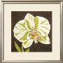 Surabaya Orchid I by Judy Shelby Limited Edition Pricing Art Print