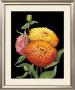 Midnight Bloom Ii by Susan Jeschke Limited Edition Print