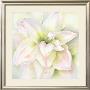 Amaryllis Ii by Annemarie Peter-Jaumann Limited Edition Print