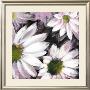 Flor Blanca by Celeste Limited Edition Pricing Art Print