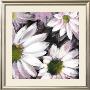 Flor Blanca by Celeste Limited Edition Print