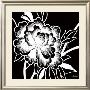 Monochrome Rose I by Hilary Anderson Limited Edition Print