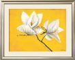 Magnolia's Yellow Symphony by Caroline Wenig Limited Edition Print