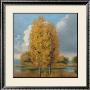 Poplar Reflections by Jill Schultz Mcgannon Limited Edition Pricing Art Print