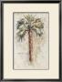 Palm Expression Ii by Barbara Klein Craig Limited Edition Pricing Art Print