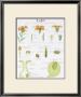La Giroflee Teaching Chart by Deyrolle Limited Edition Print