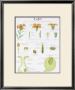 La Giroflee Teaching Chart by Deyrolle Limited Edition Pricing Art Print